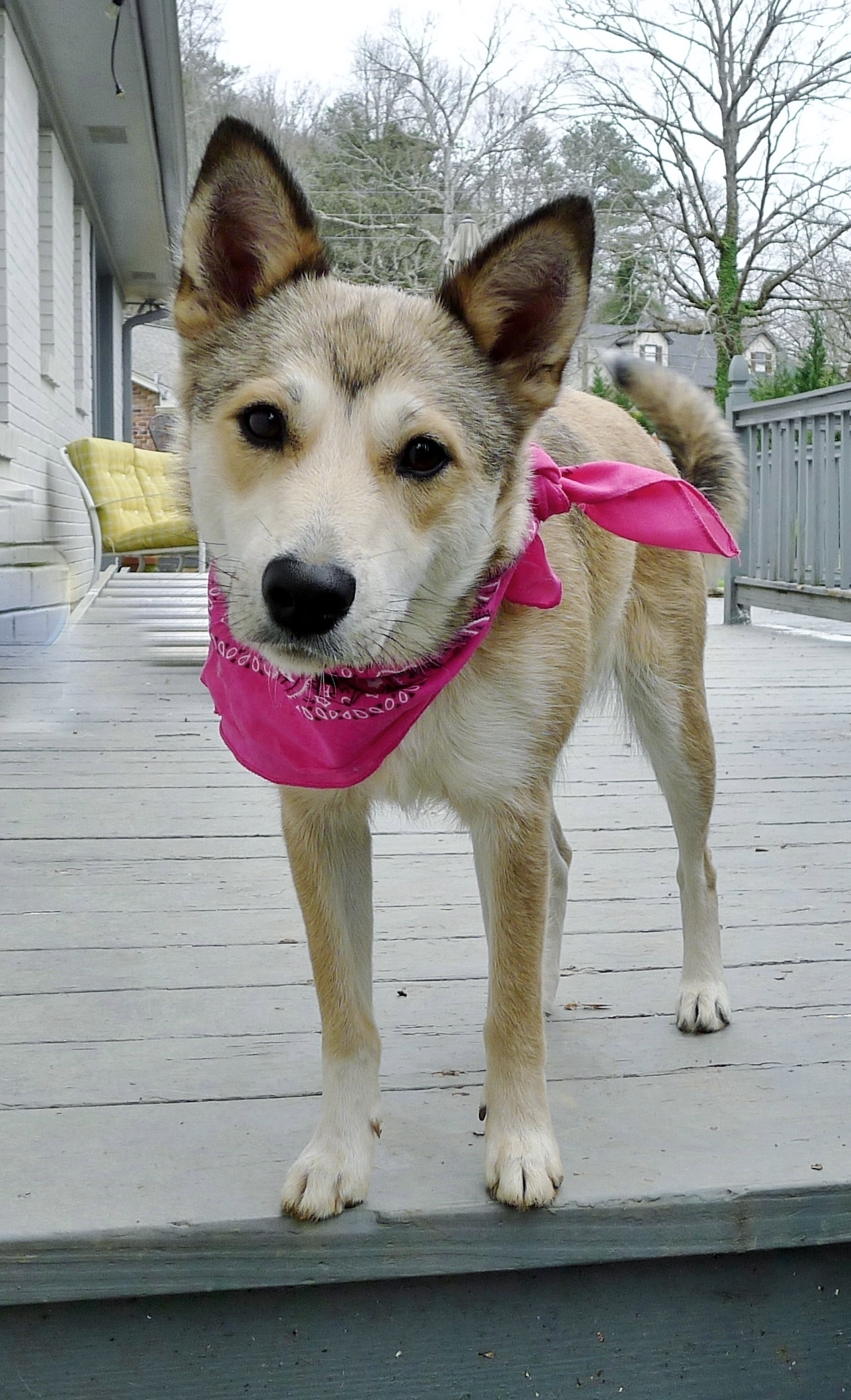 Luna Grace, an adoptable Husky in Helena, AL, 35080 | Photo Image 3