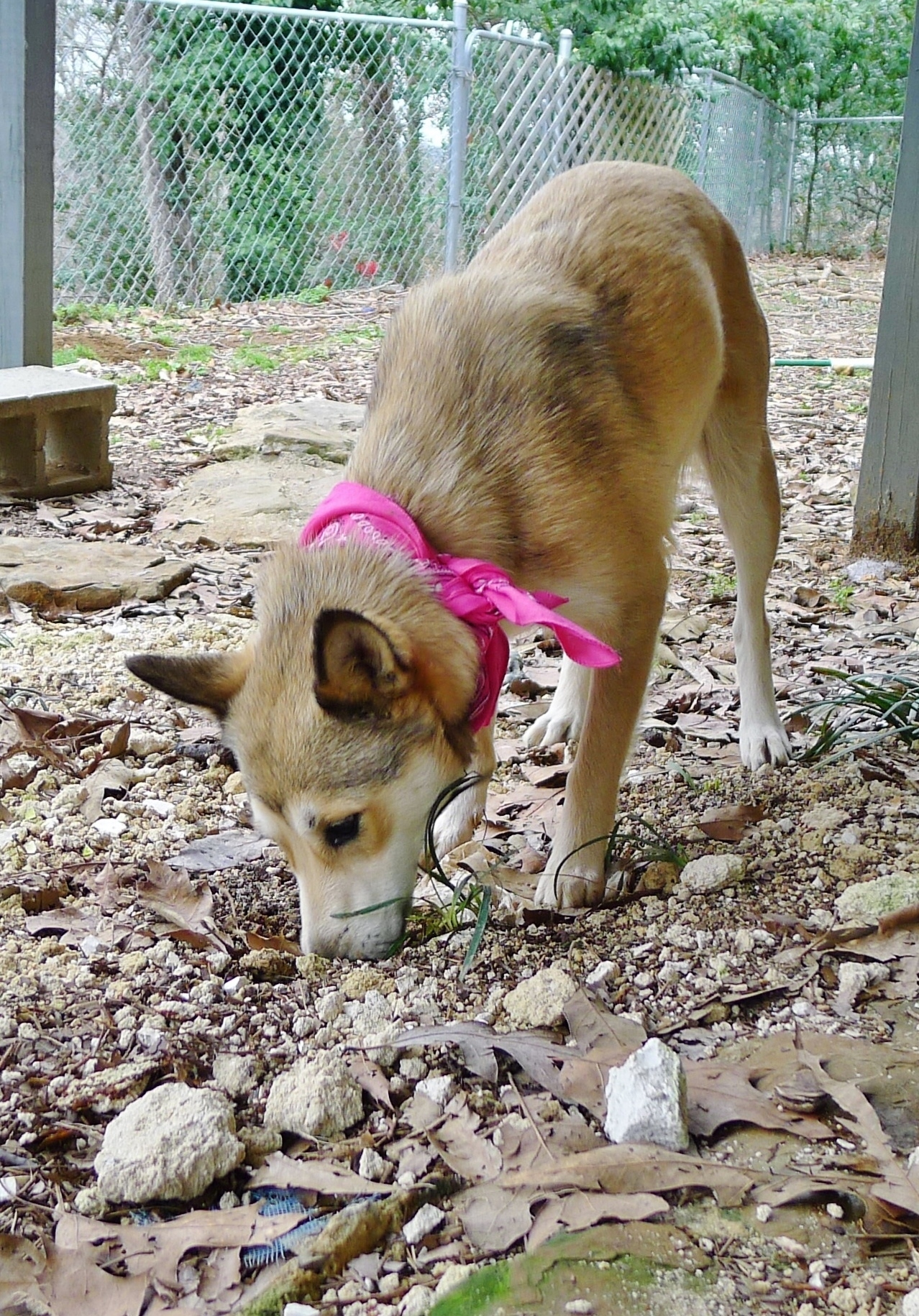 Luna Grace, an adoptable Husky in Helena, AL, 35080 | Photo Image 4