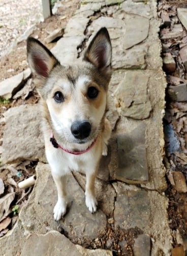 Luna Grace, an adoptable Husky in Helena, AL, 35080 | Photo Image 5