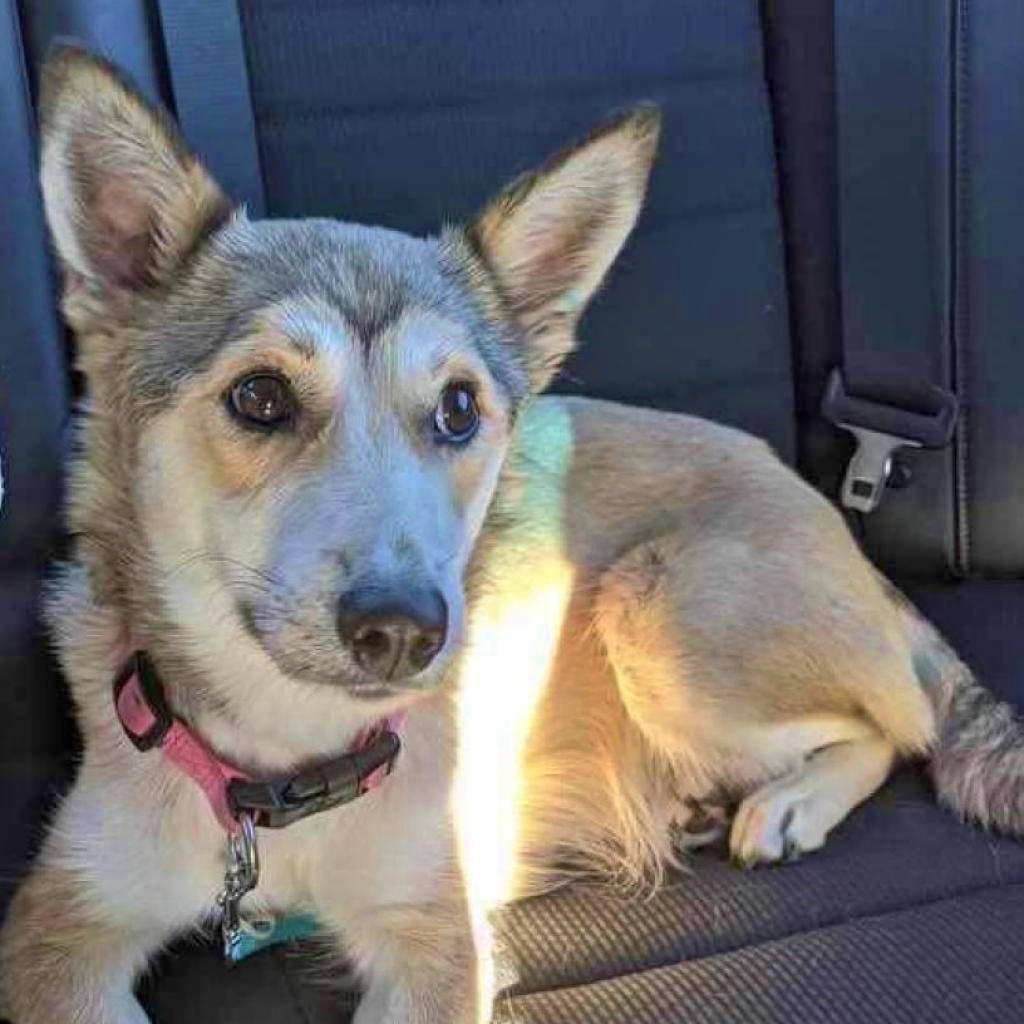 Luna Grace, an adoptable Husky in Helena, AL, 35080 | Photo Image 6