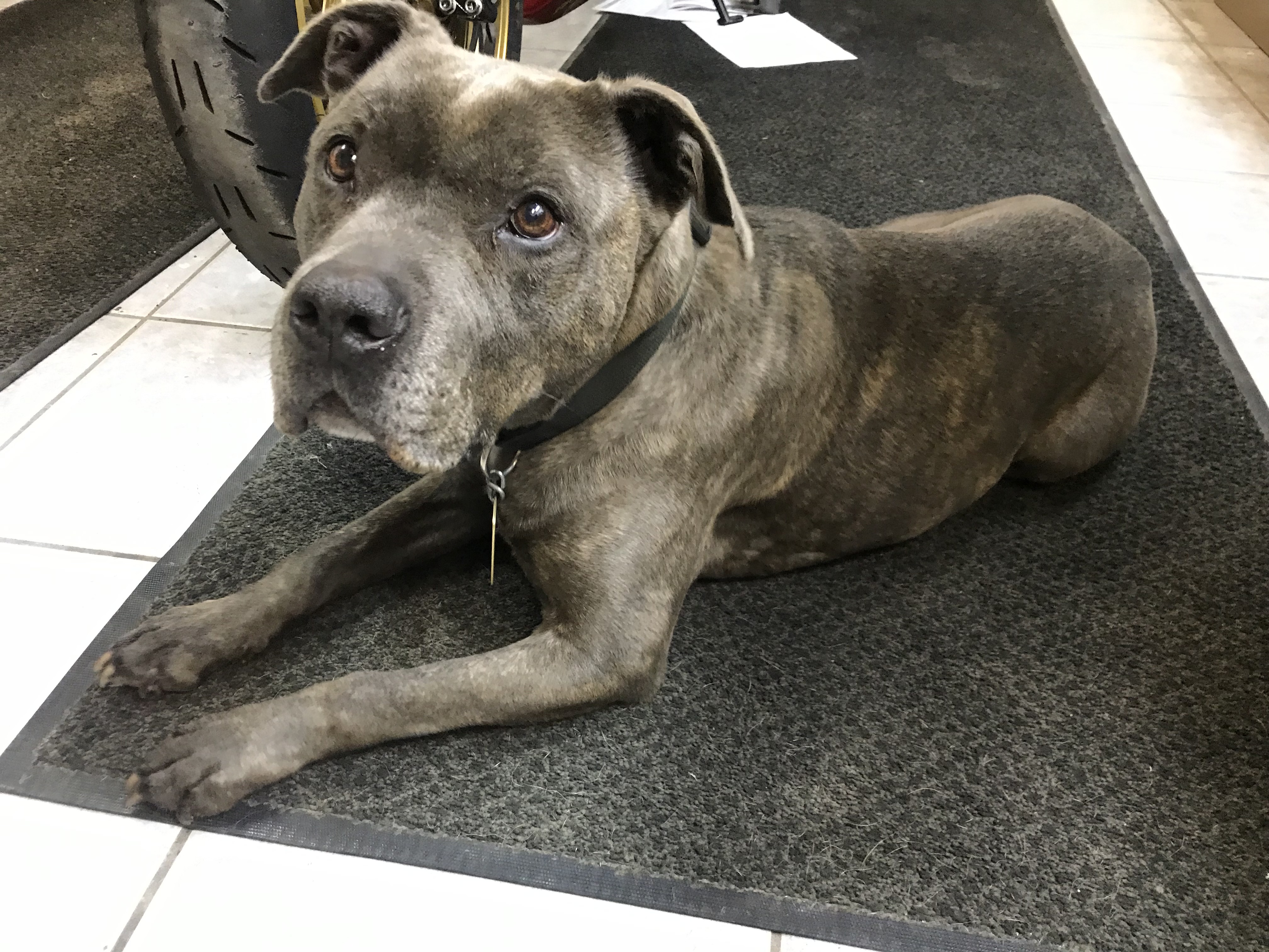 Sweet, Affectionate Petey!, an adoptable Terrier in Warren, MI, 48091 | Photo Image 5