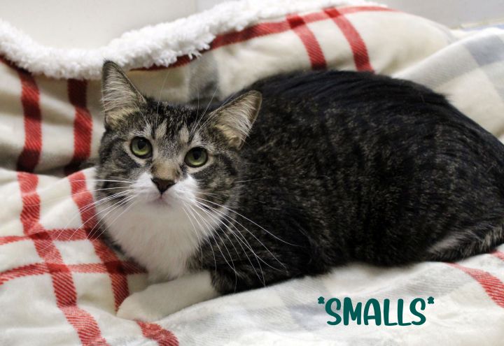 Smalls, an adoptable Domestic Short Hair in Centerville, UT_image-1