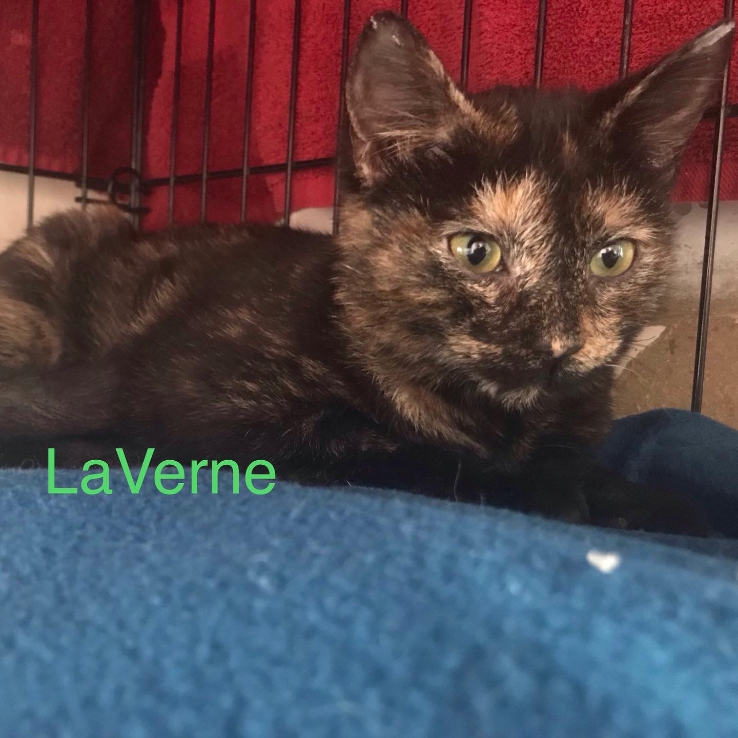 LaVerne, an adoptable Tortoiseshell in Berkeley Springs, WV, 25411 | Photo Image 2