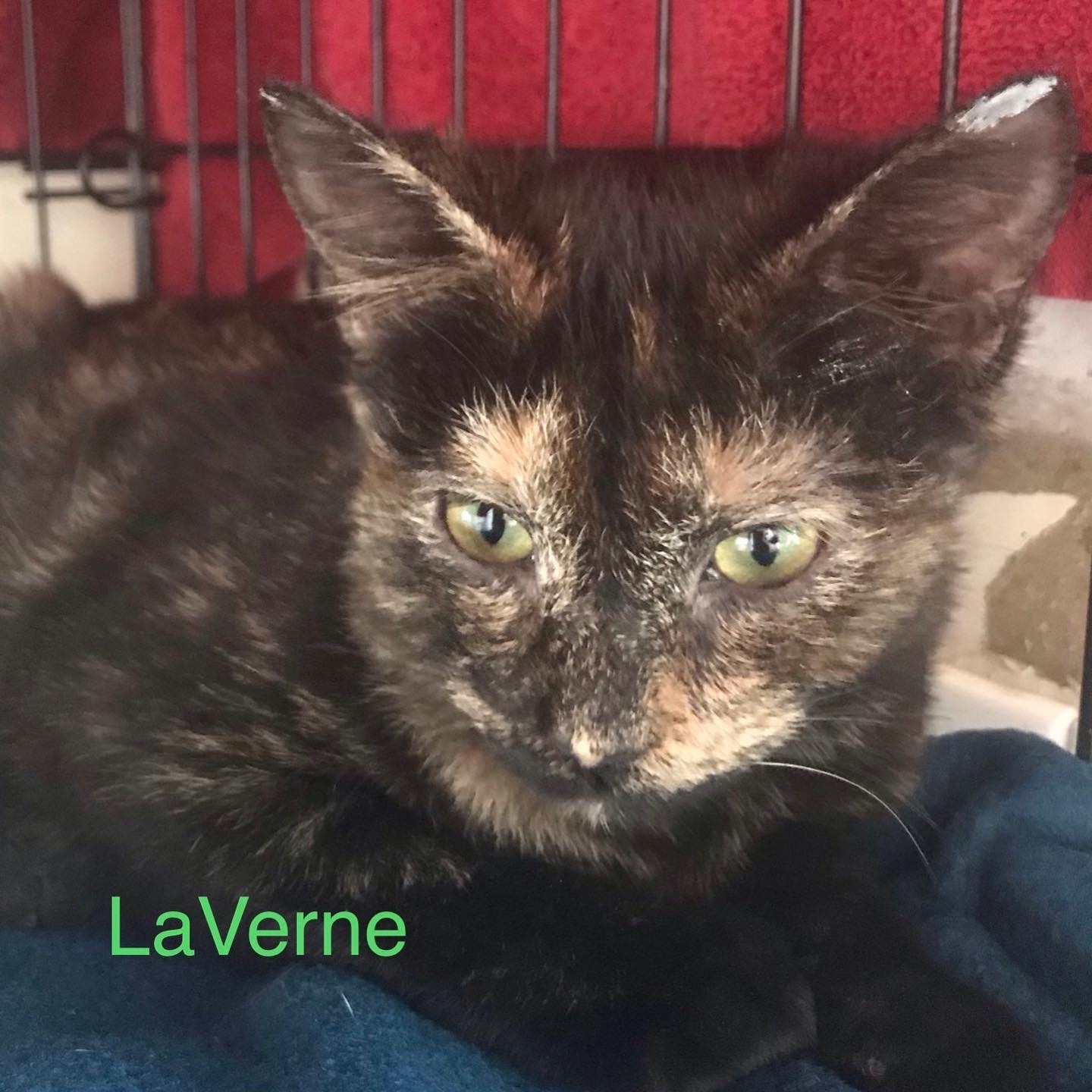 LaVerne, an adoptable Tortoiseshell in Berkeley Springs, WV, 25411 | Photo Image 4