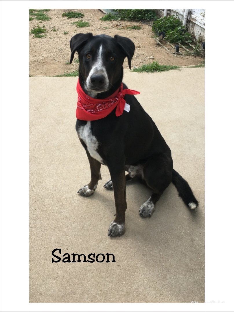 Samson, an adoptable Weimaraner in Mentone, CA, 92359 | Photo Image 1