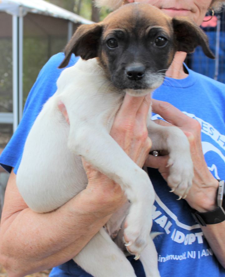 Dog For Adoption Hemera Talbot A Mythology Pup A Jack Russell