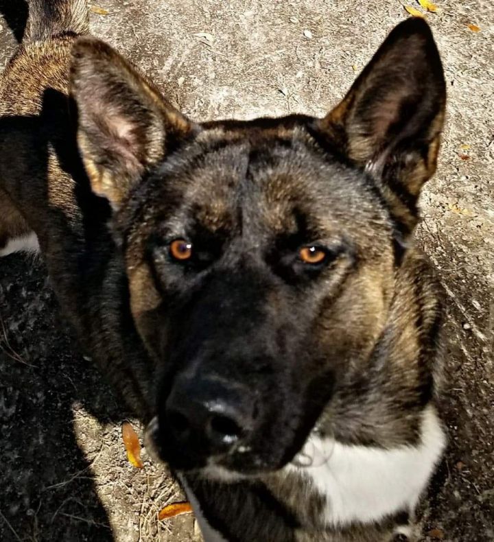 Dog For Adoption Hachii An Akita German Shepherd Dog Mix In Jacksonville Fl Petfinder