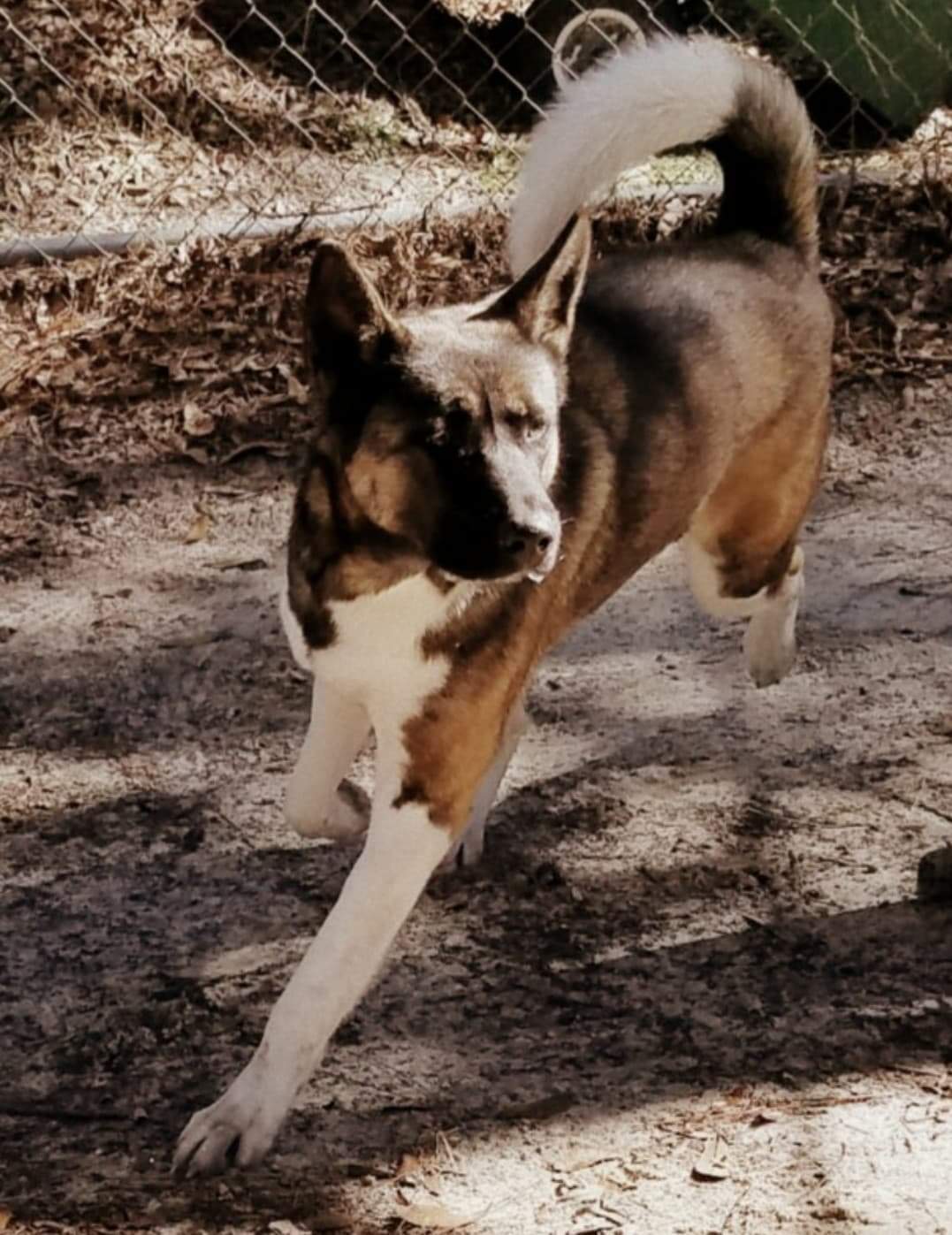 Hachii, an adoptable Akita, German Shepherd Dog in Jacksonville, FL, 32207 | Photo Image 2