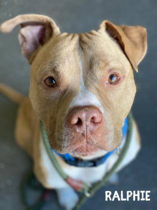 Ralphie, an adoptable Pit Bull Terrier Mix in Valparaiso, IN_image-1