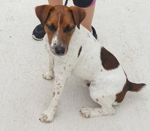 Dog For Adoption Duke In Austin A Jack Russell Terrier In