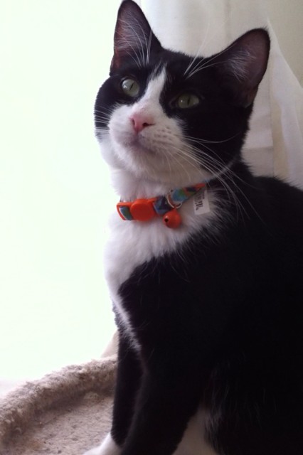 Scarlett, an adoptable Tuxedo in Midway City, CA_image-2