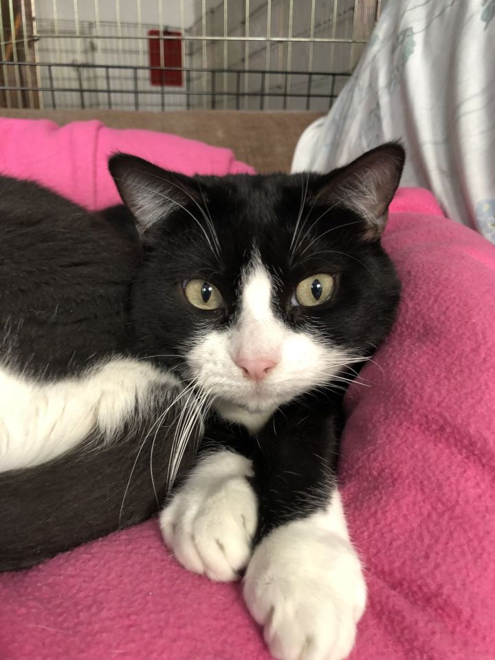 Scarlett, an adoptable Tuxedo in Midway City, CA_image-1
