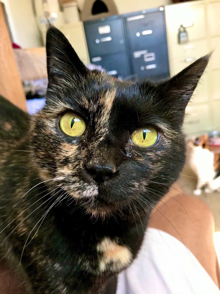 Sugar, an adoptable Tortoiseshell in Midway City, CA_image-1