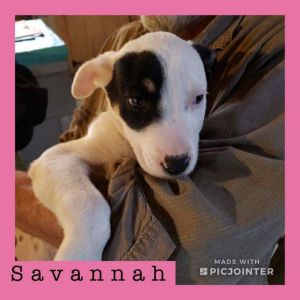 Savannah