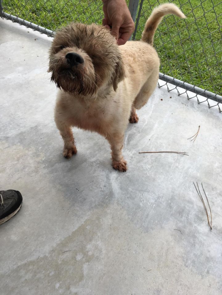 Dog For Adoption Snickers A Terrier Shih Tzu Mix In Jupiter