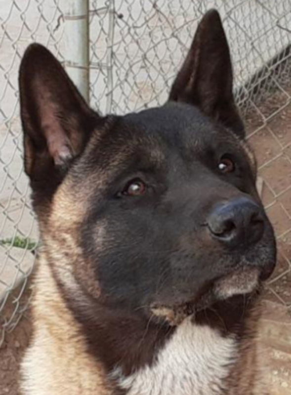 Yoshi, an adoptable Akita in Romoland, CA, 92585 | Photo Image 1