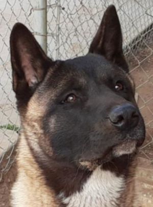 Yoshi, Adult Male Akita