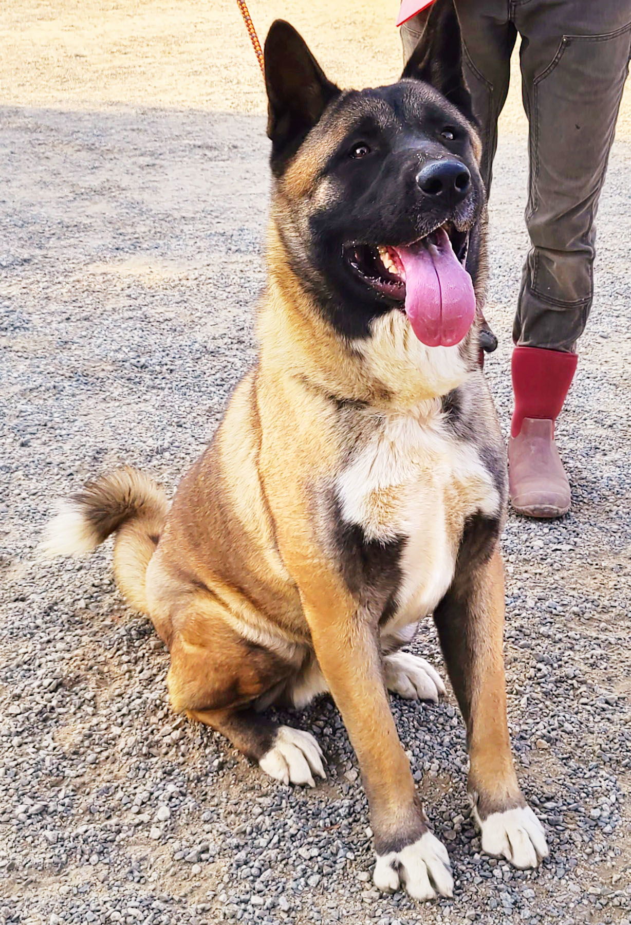 Yoshi, an adoptable Akita in Romoland, CA, 92585 | Photo Image 2