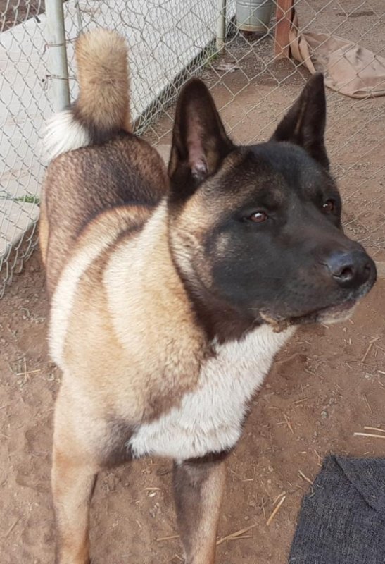 Yoshi, an adoptable Akita in Romoland, CA, 92585 | Photo Image 3