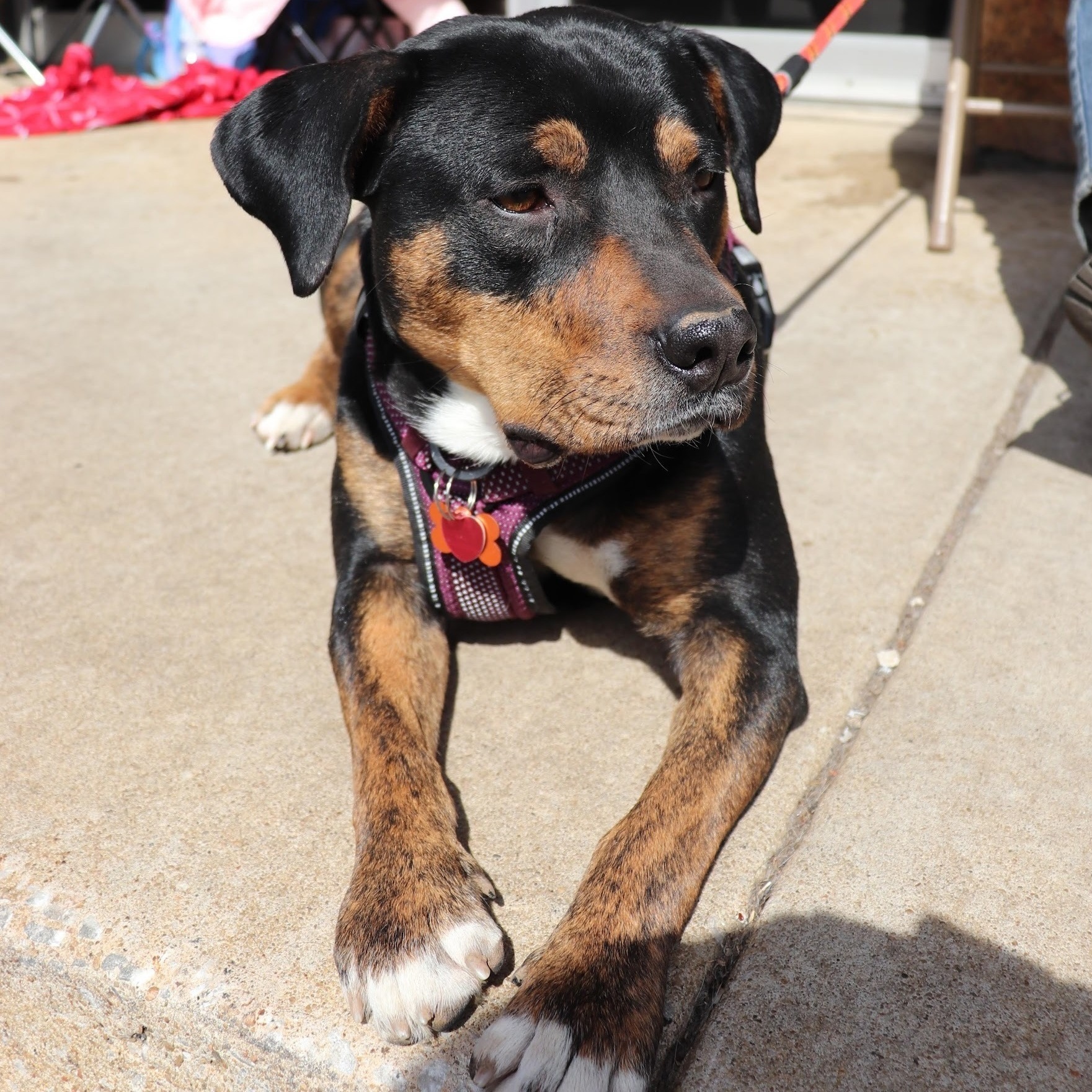 Sara, an adoptable Rottweiler in Springfield, MO, 65804 | Photo Image 2