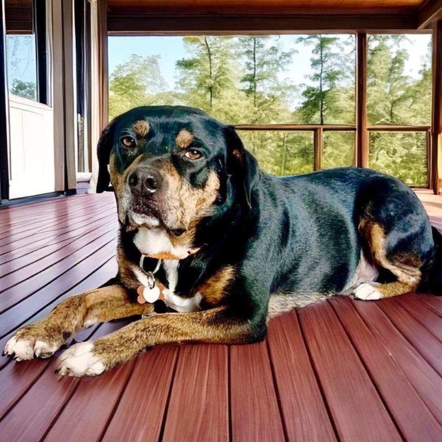 Sara, an adoptable Rottweiler in Springfield, MO, 65804 | Photo Image 2
