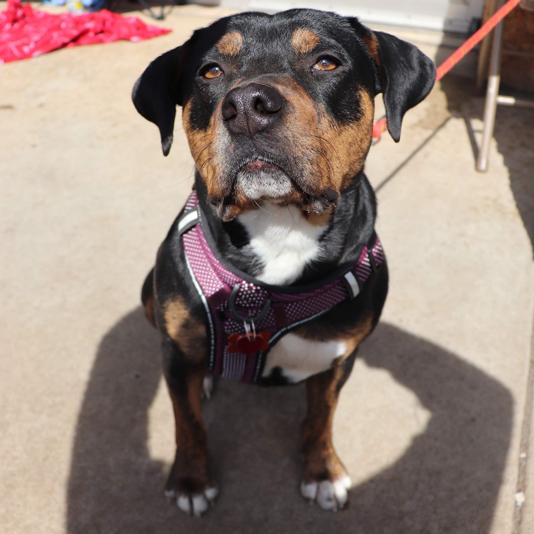 Sara, an adoptable Rottweiler in Springfield, MO, 65804 | Photo Image 4