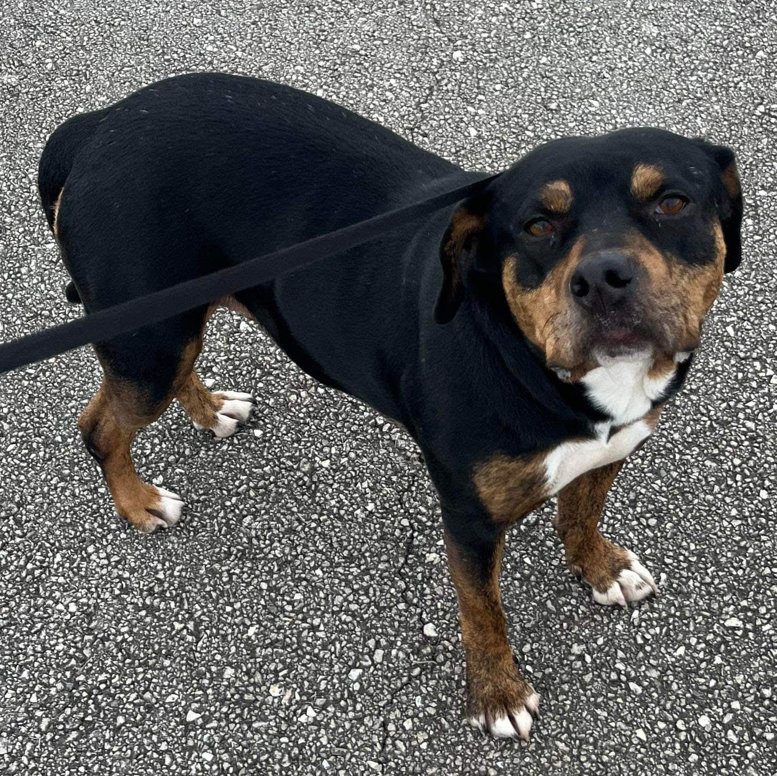 Sara, an adoptable Rottweiler in Springfield, MO, 65804 | Photo Image 6
