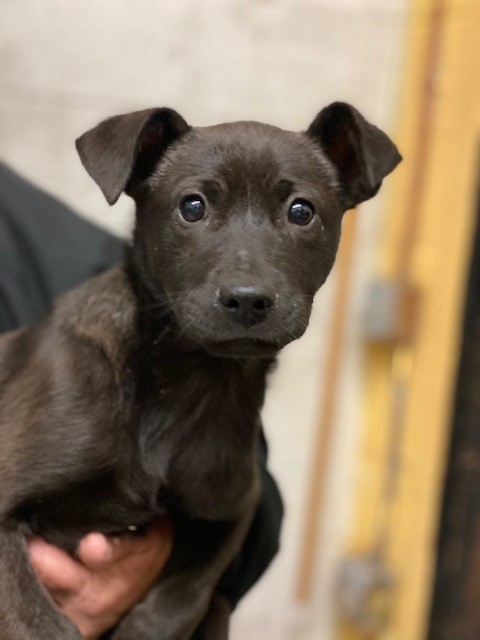 Allie, an adoptable Labrador Retriever, Terrier in Millstone, NJ, 08535 | Photo Image 1