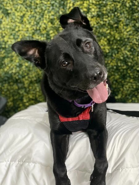 Gypsy, an adoptable Labrador Retriever in Springfield, MO, 65804 | Photo Image 1