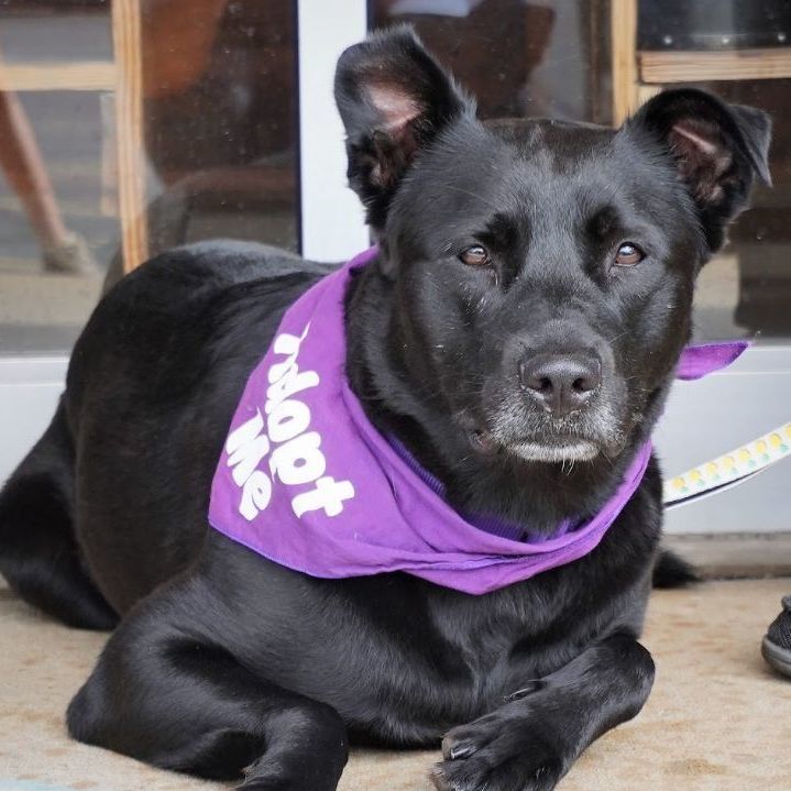 Gypsy, an adoptable Labrador Retriever in Springfield, MO, 65804 | Photo Image 3