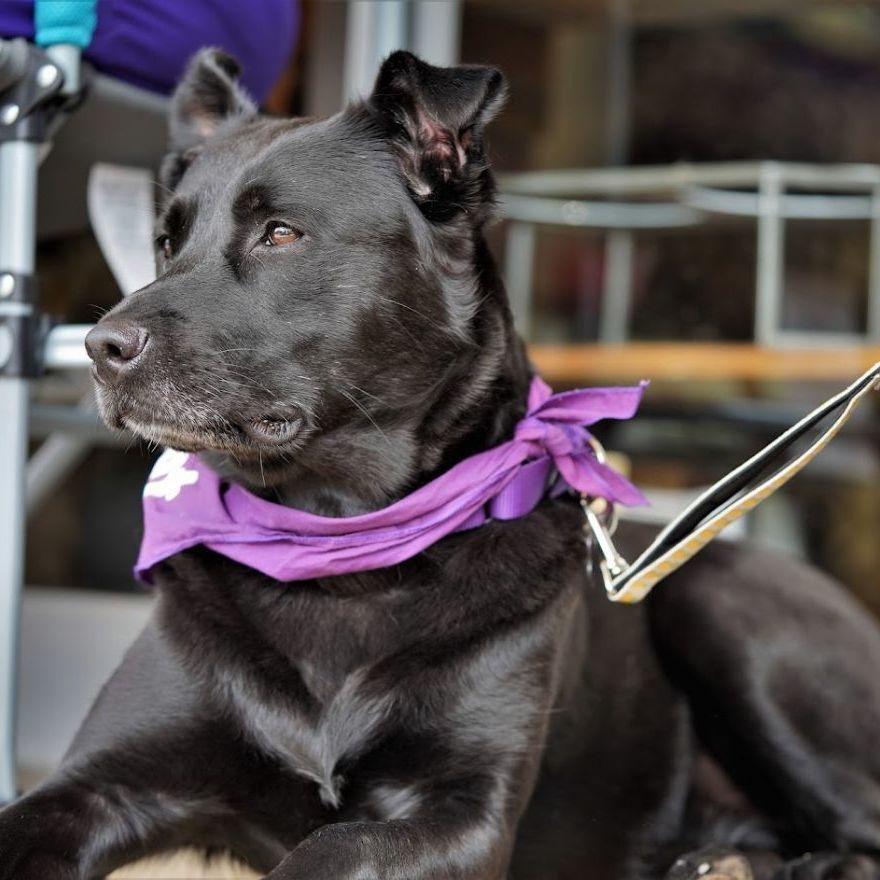 Gypsy, an adoptable Labrador Retriever in Springfield, MO, 65804 | Photo Image 4