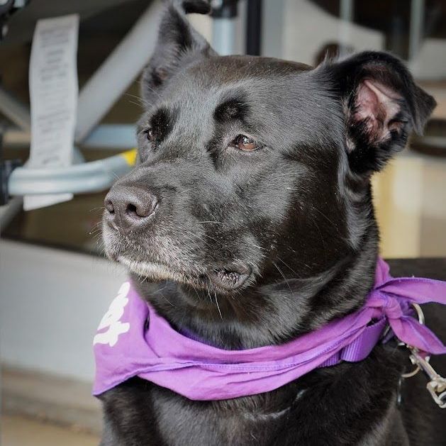 Gypsy, an adoptable Labrador Retriever in Springfield, MO, 65804 | Photo Image 5