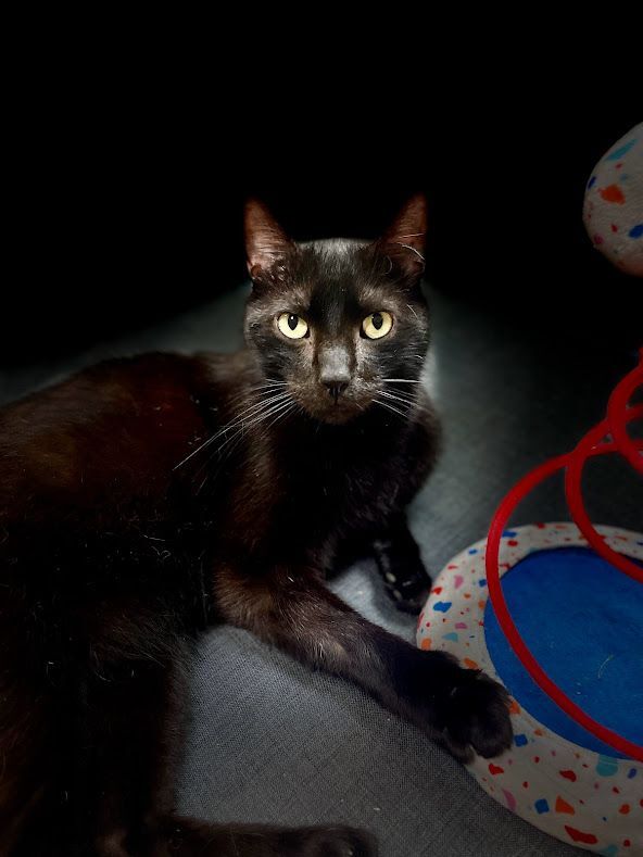 Jasper, an adoptable Domestic Short Hair in The Colony, TX, 75057 | Photo Image 2