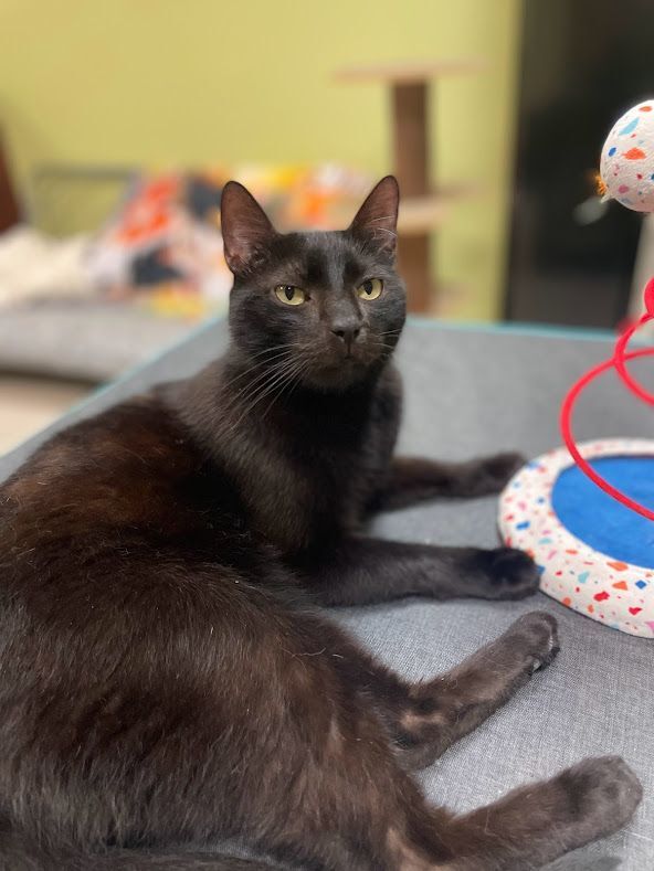 Jasper, an adoptable Domestic Short Hair in The Colony, TX, 75057 | Photo Image 3