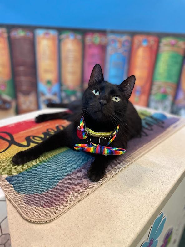 Jasper, an adoptable Domestic Short Hair in The Colony, TX, 75057 | Photo Image 1