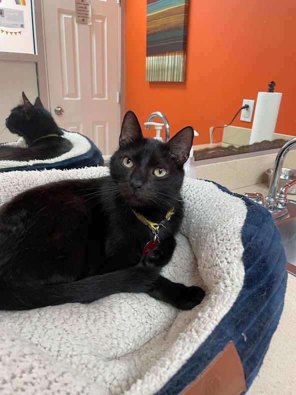 Jasper, an adoptable Domestic Short Hair in The Colony, TX, 75057 | Photo Image 4