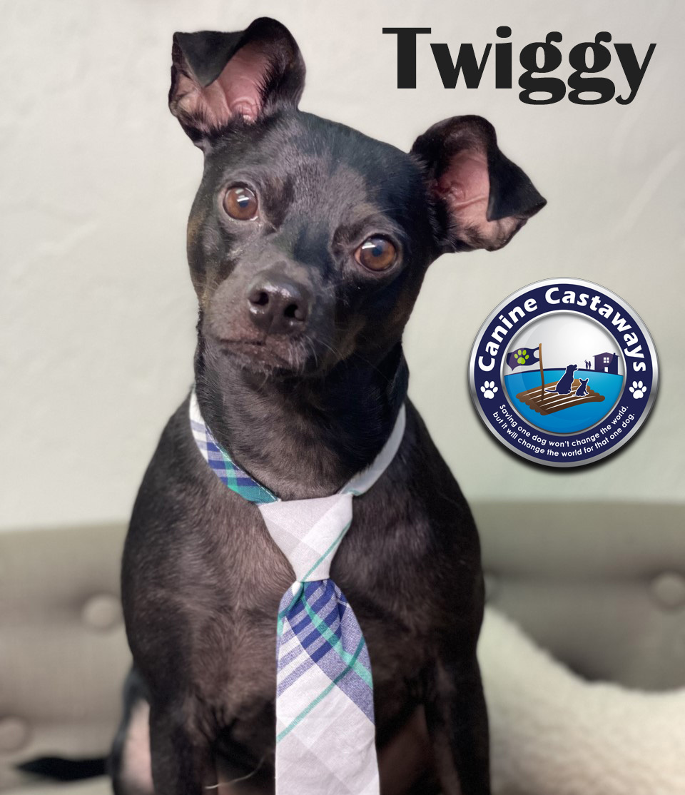 Twiggy, an adoptable Manchester Terrier in Bradenton, FL, 34208 | Photo Image 1