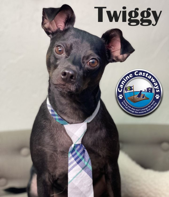 Twiggy, an adoptable Manchester Terrier Mix in Bradenton, FL_image-1
