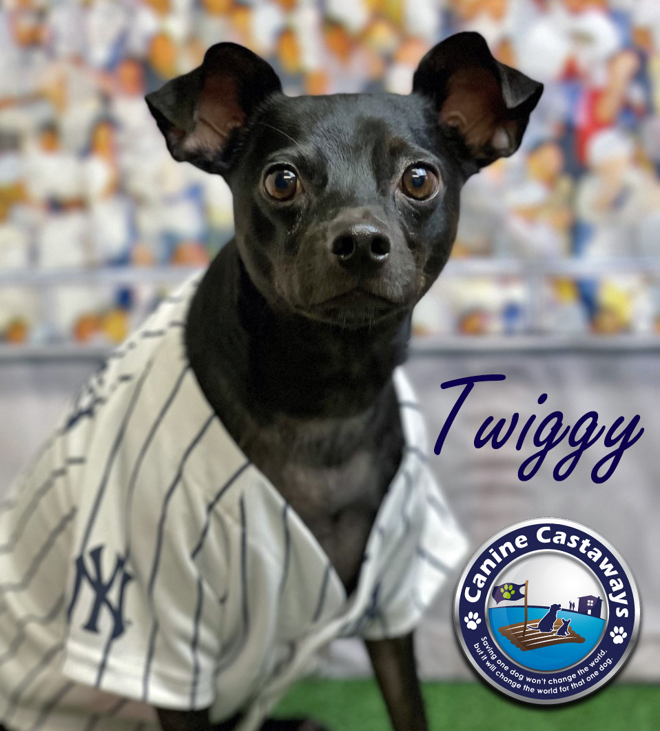 Twiggy, an adoptable Manchester Terrier in Bradenton, FL, 34208 | Photo Image 2