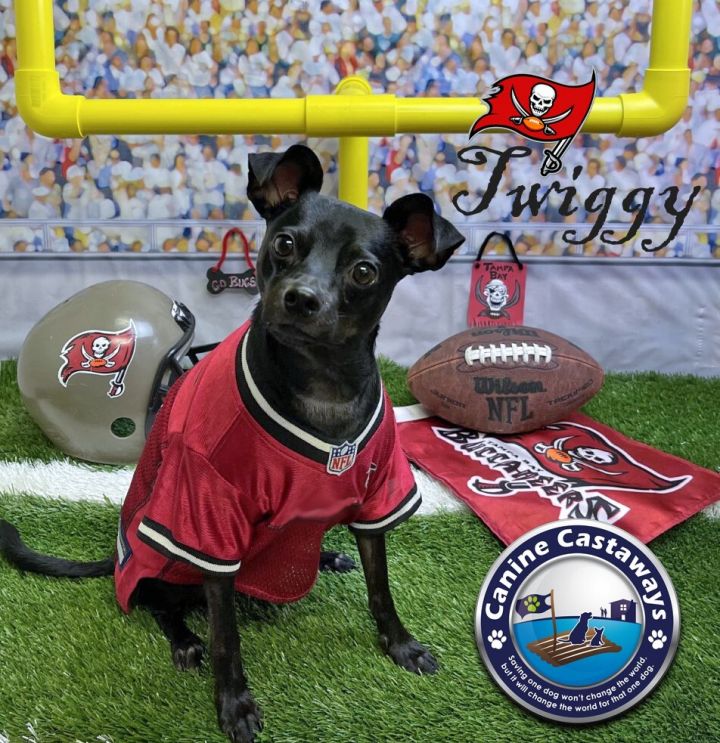 Twiggy, an adoptable Manchester Terrier Mix in Bradenton, FL_image-4