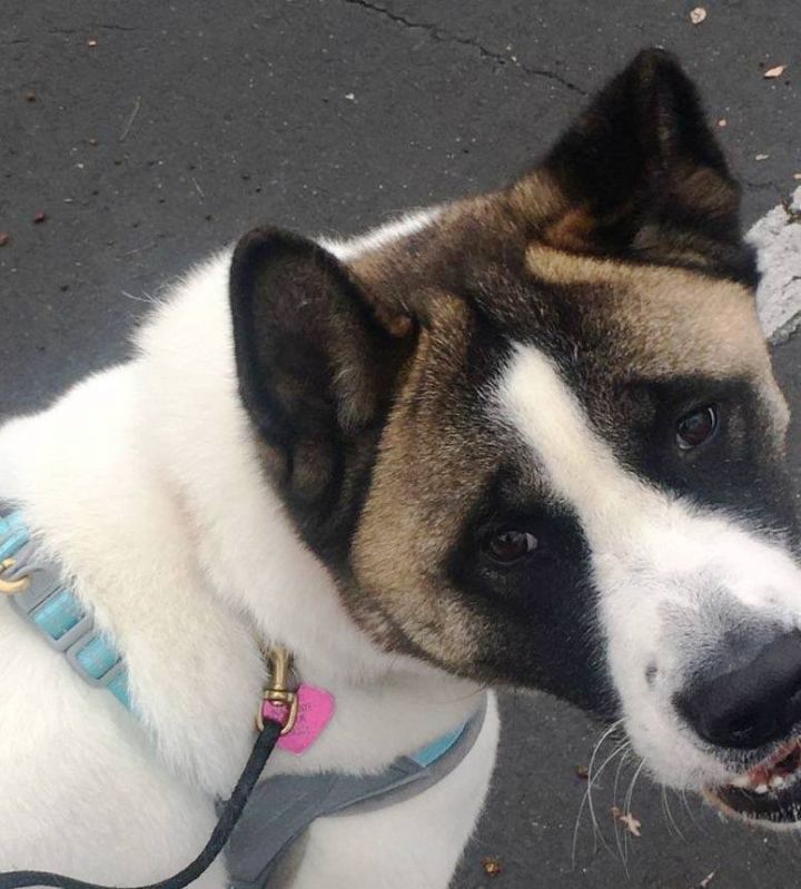 Dog For Adoption Shaka An Akita In Walnut Creek Ca Petfinder