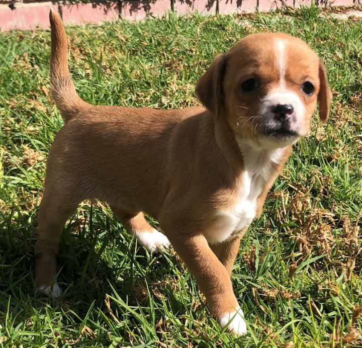 Dog For Adoption Honey Bunny A Jack Russell Terrier Chihuahua