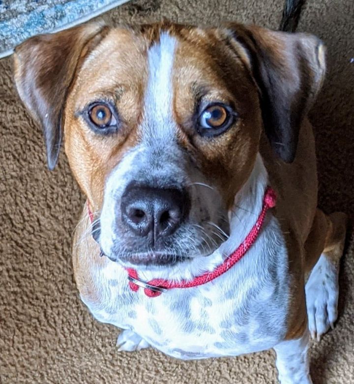 Gunner, an adoptable Labrador Retriever Mix in Sanford, NC_image-2