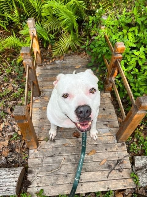 Crystal *, an adoptable Pit Bull Terrier in Sarasota, FL, 34241 | Photo Image 1