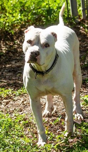 Crystal *, an adoptable Pit Bull Terrier in Sarasota, FL, 34241 | Photo Image 2