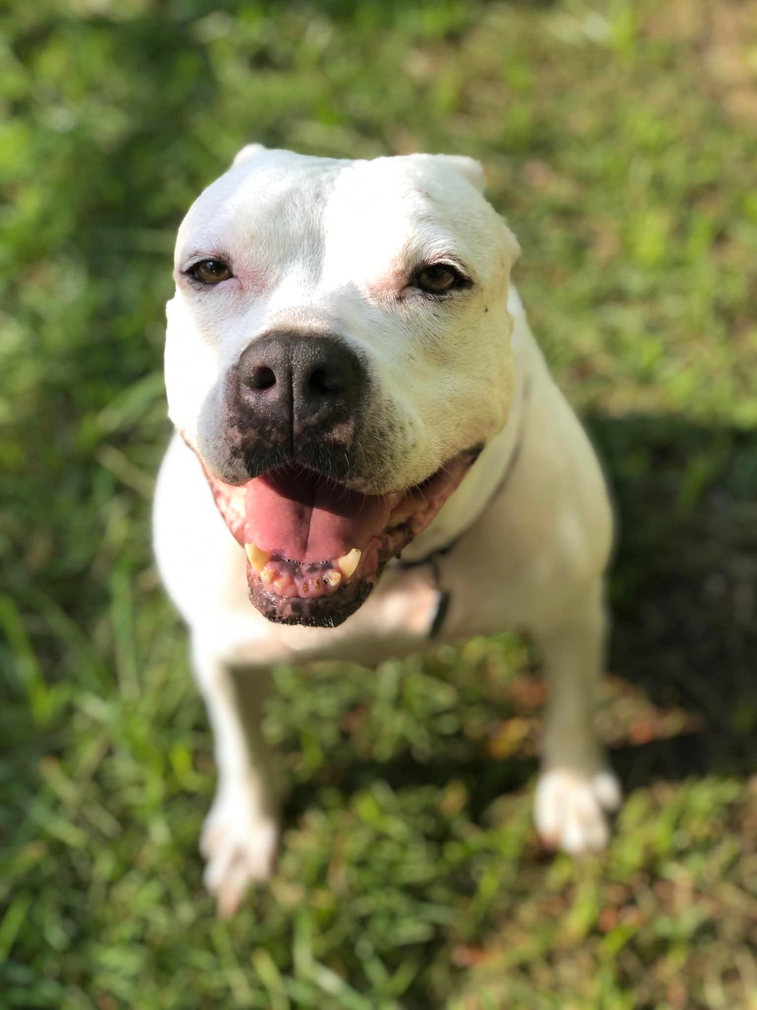 Crystal *, an adoptable Pit Bull Terrier in Sarasota, FL, 34241 | Photo Image 3