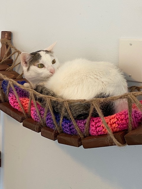 Lizzy, an adoptable Domestic Short Hair in Bensalem, PA, 19020 | Photo Image 3
