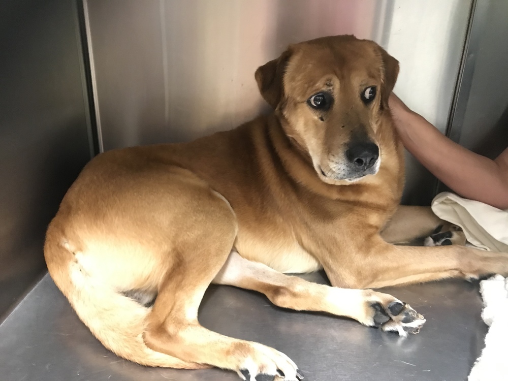 Woody, an adoptable Labrador Retriever, Basset Hound in Troy, AL, 36081 | Photo Image 1