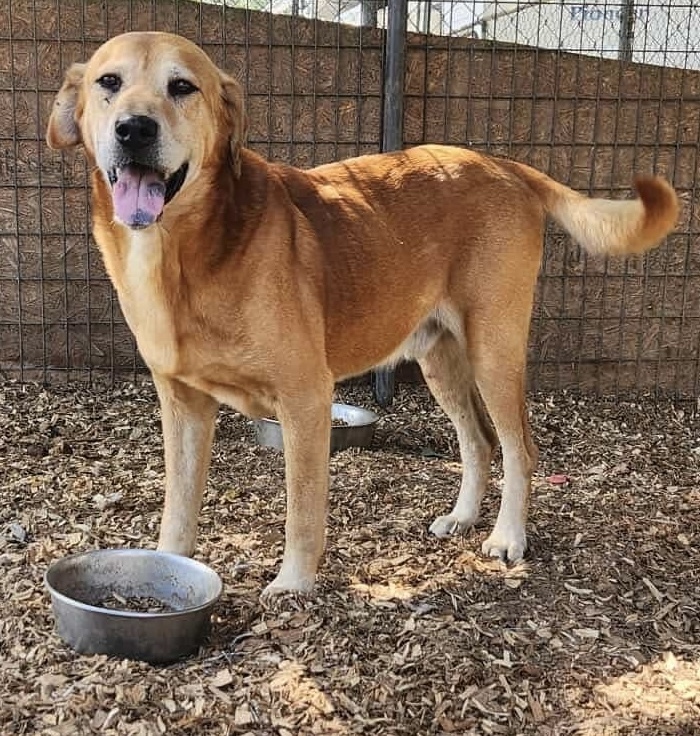 Woody, an adoptable Labrador Retriever, Basset Hound in Troy, AL, 36081 | Photo Image 1