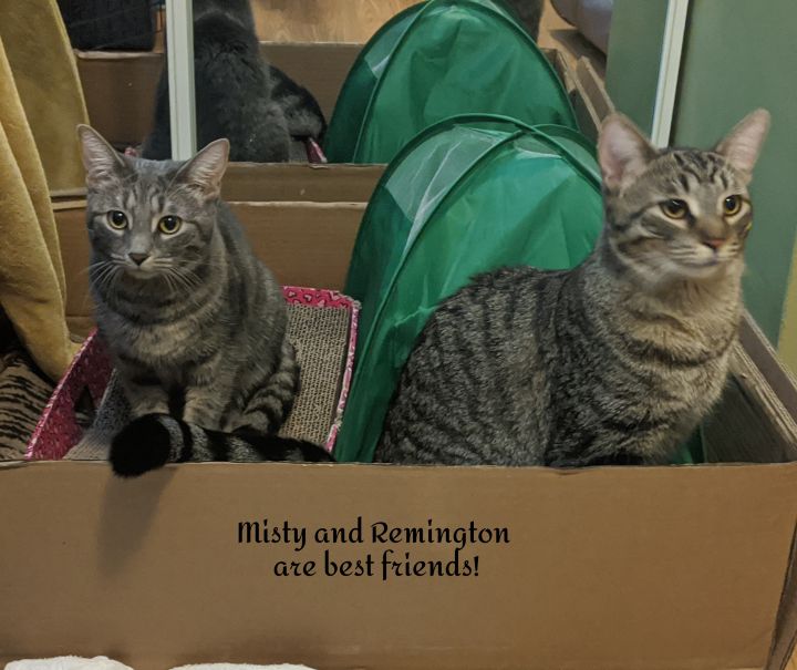 Misty and Remington (bonded pair) 3